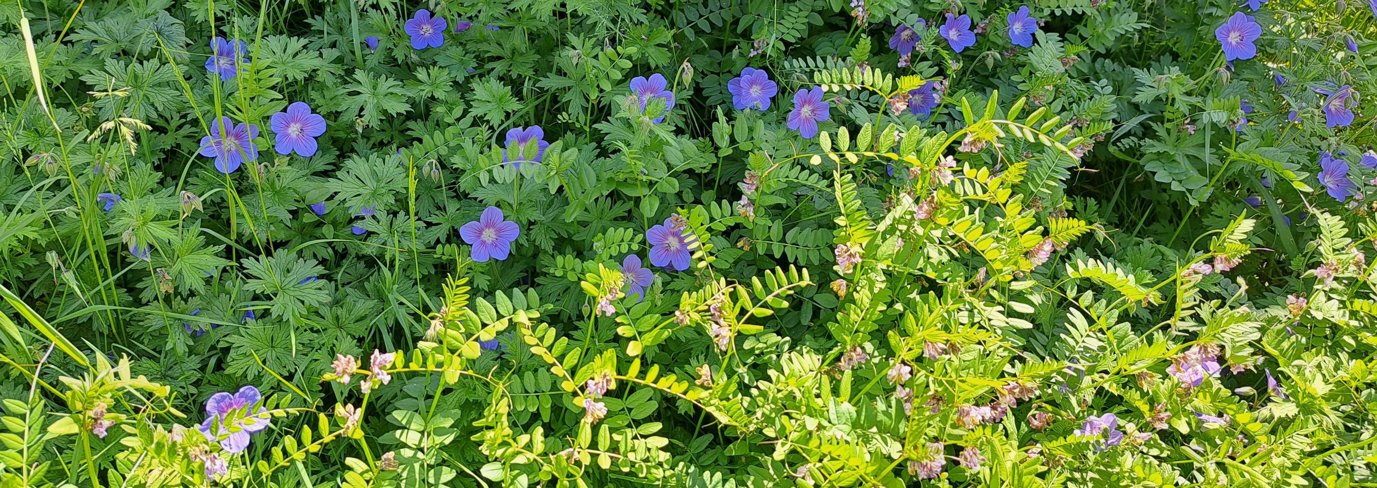 Blaue Sommerblumen mit grünem Laubwerk