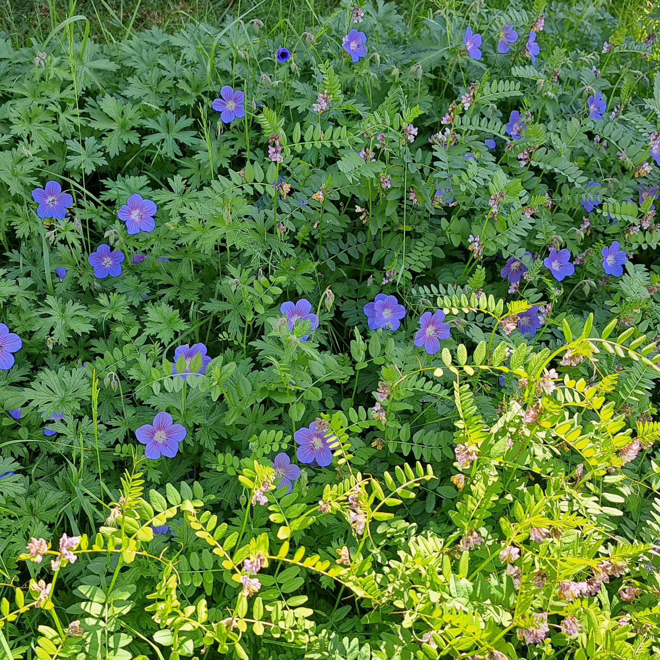 Blaue Sommerblumen mit grünem Laubwerk