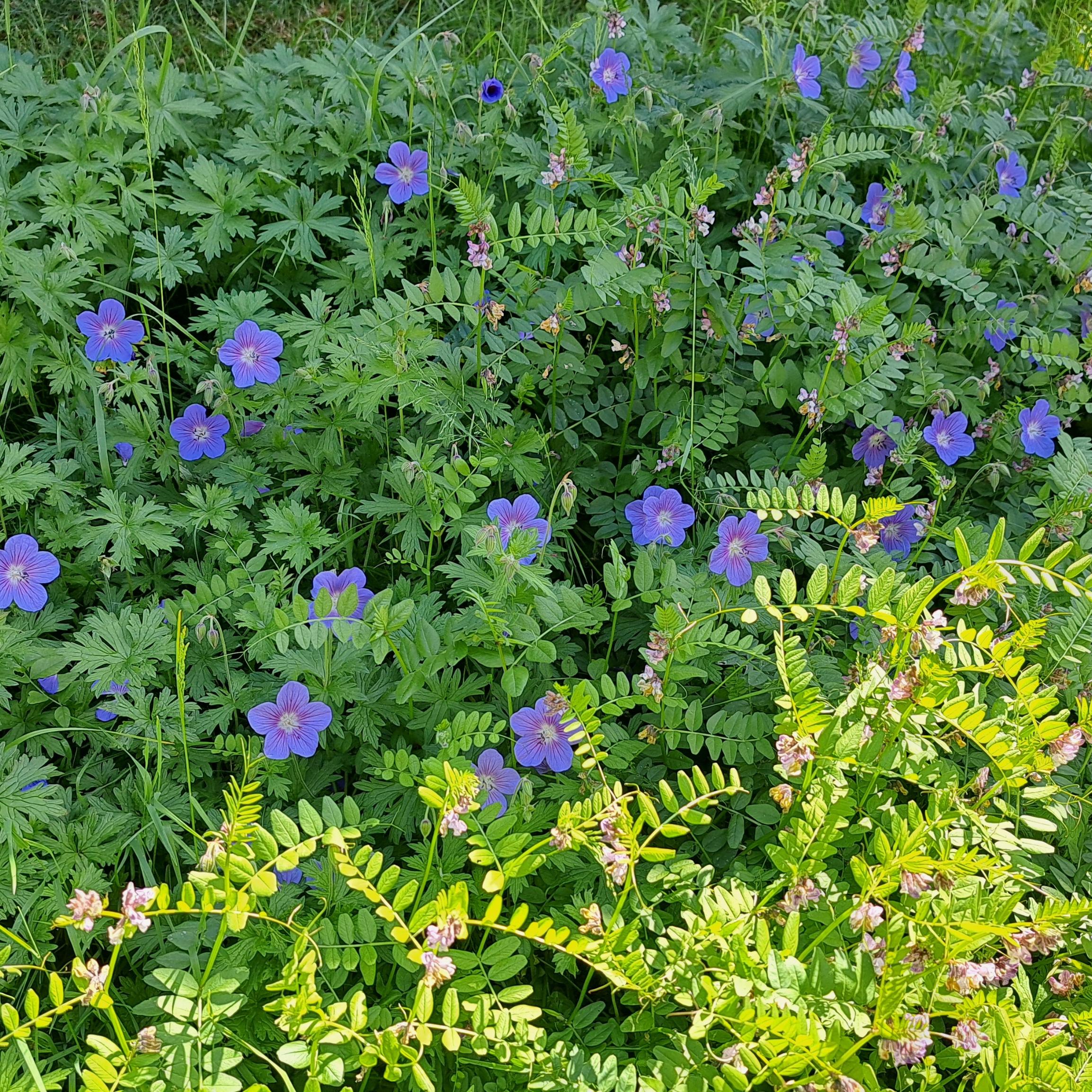 Blaue Sommerblumen mit grünem Laubwerk