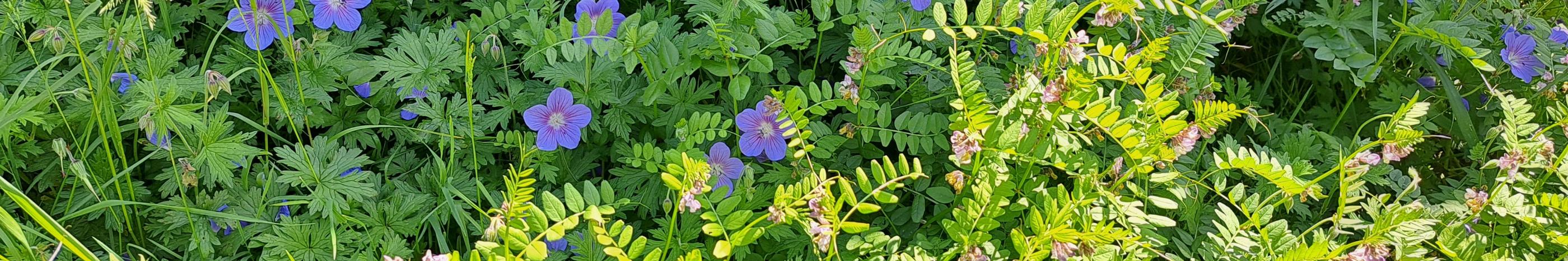 Blaue Sommerblumen mit grünem Laubwerk