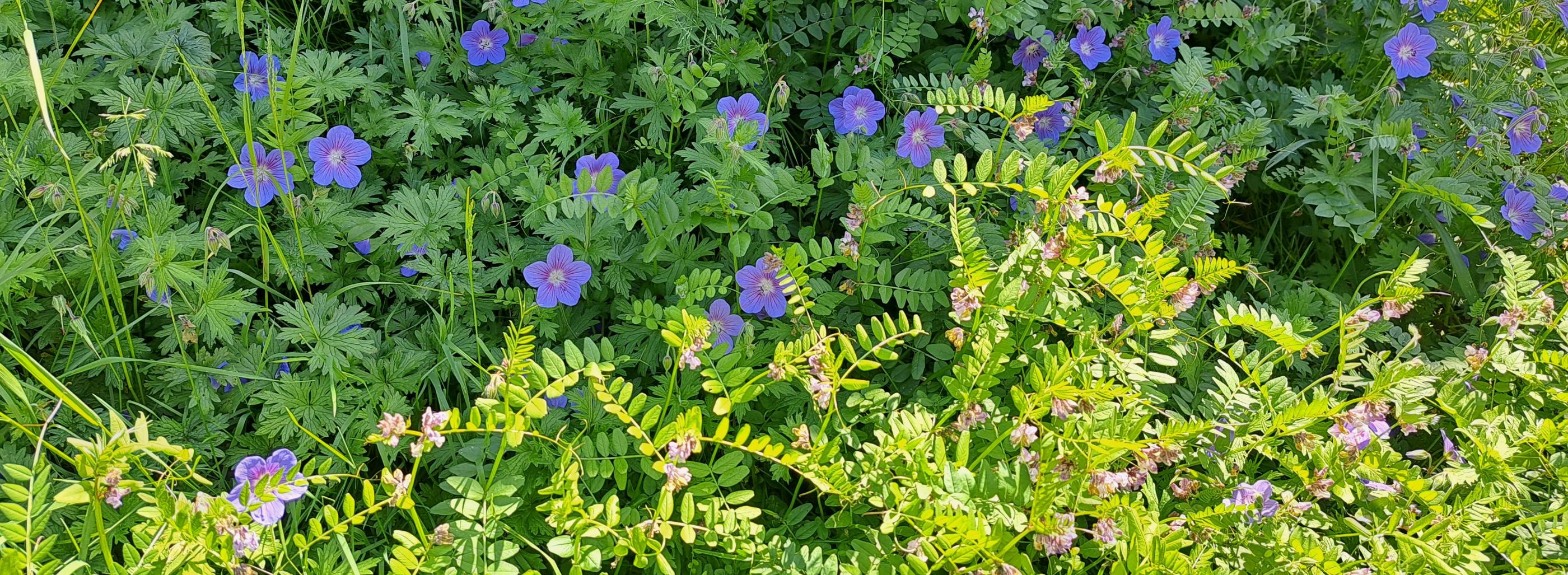 Blaue Sommerblumen mit grünem Laubwerk