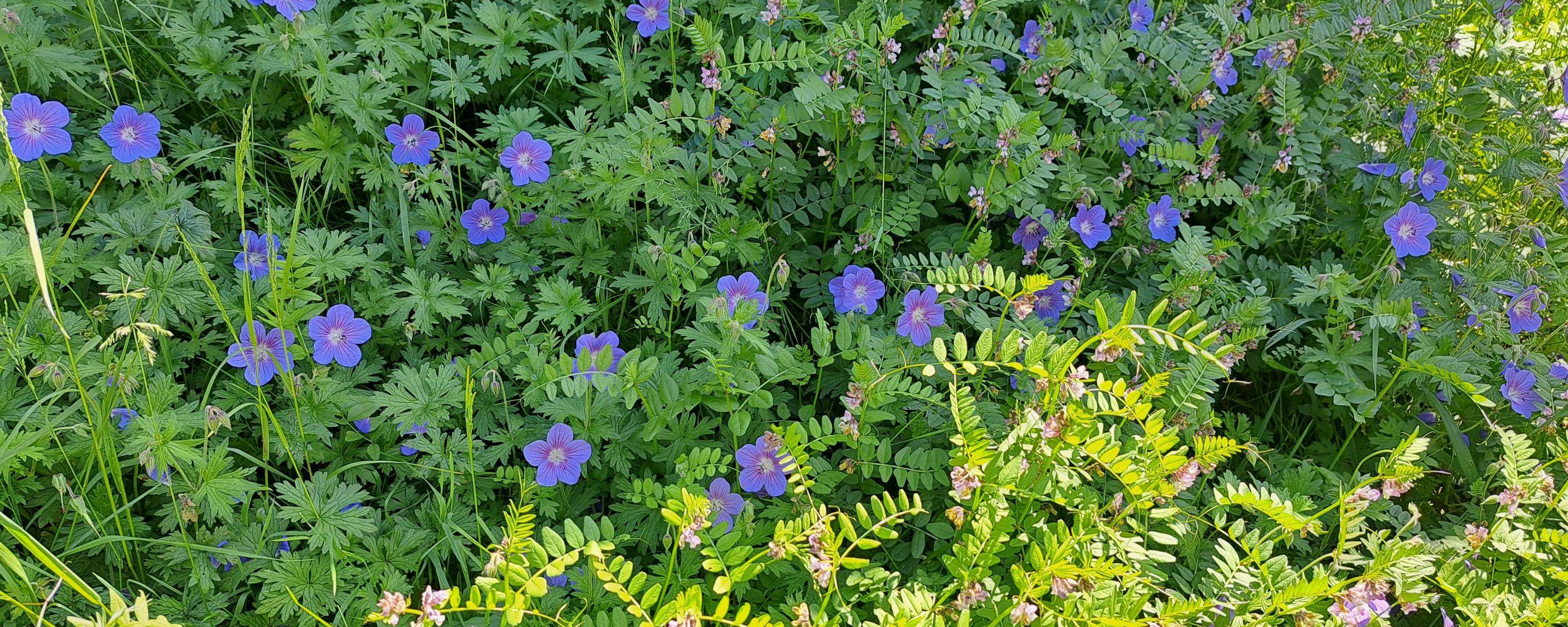 Blaue Sommerblumen mit grünem Laubwerk