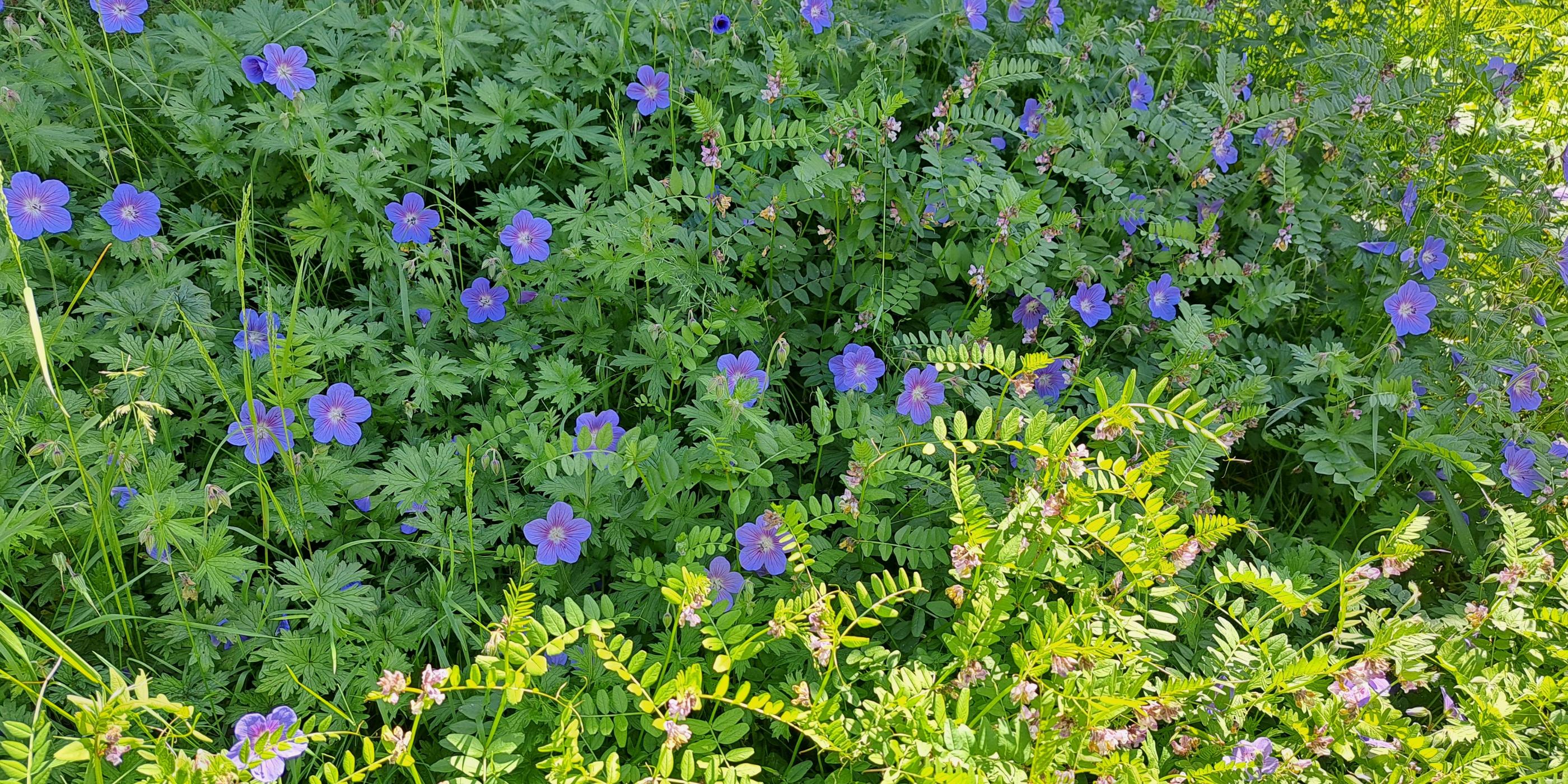 Blaue Sommerblumen mit grünem Laubwerk