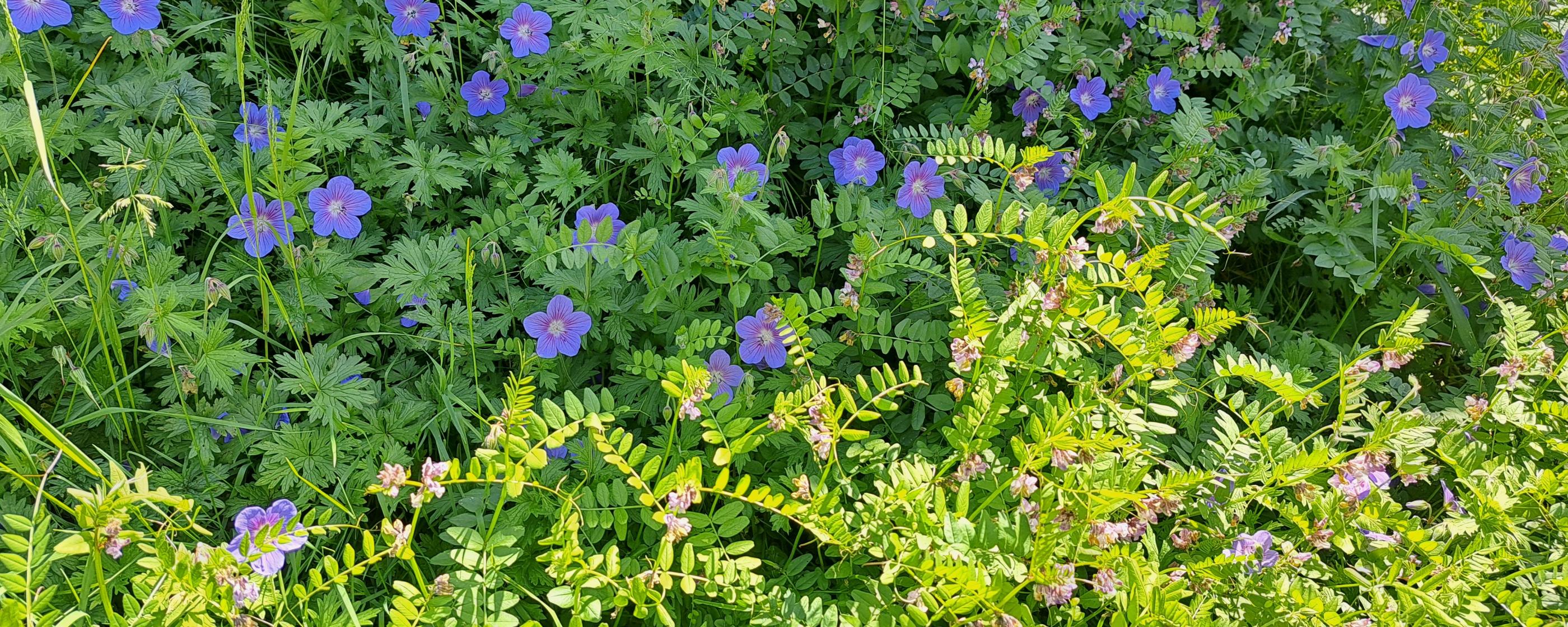 Blaue Sommerblumen mit grünem Laubwerk