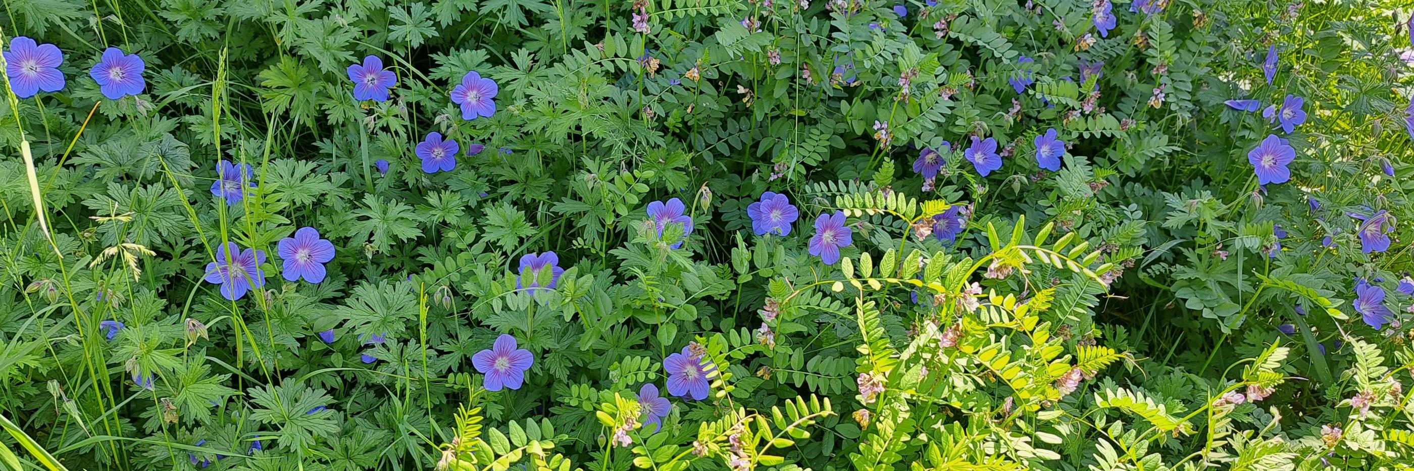 Blaue Sommerblumen mit grünem Laubwerk