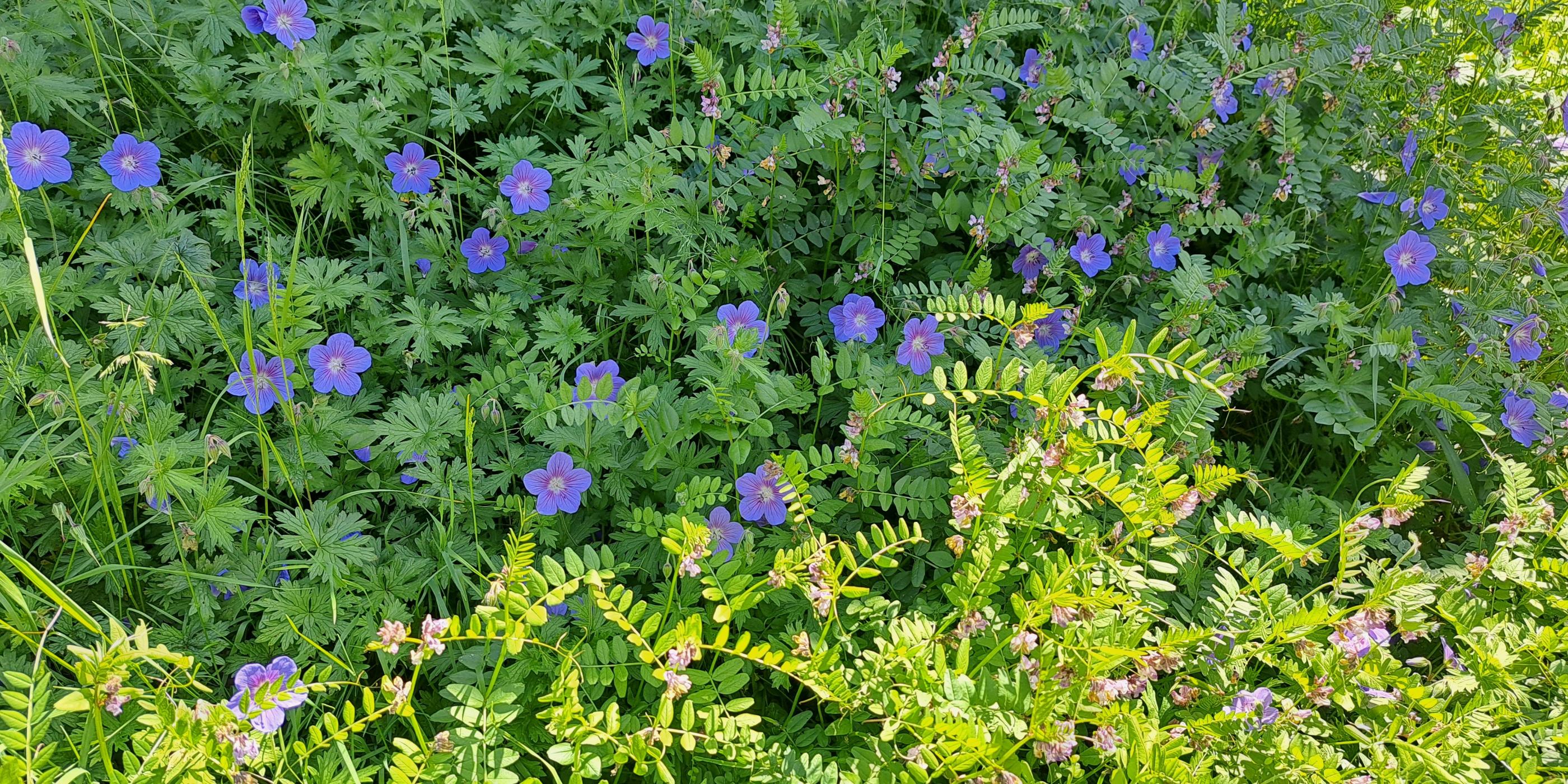 Blaue Sommerblumen mit grünem Laubwerk