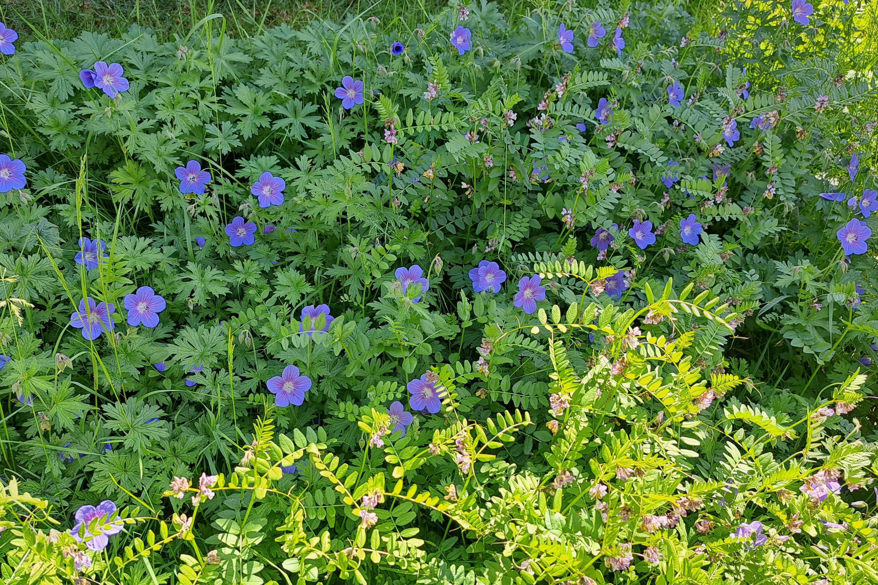Blaue Sommerblumen mit grünem Laubwerk