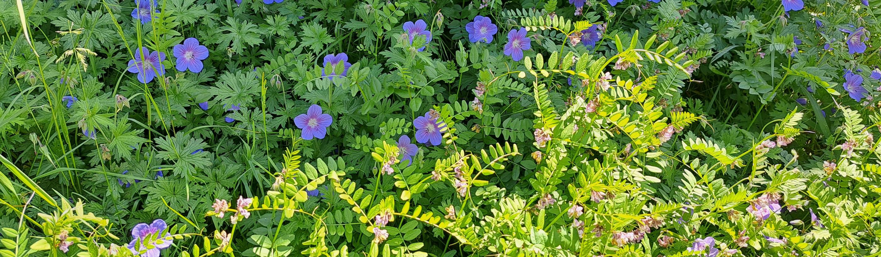 Blaue Sommerblumen mit grünem Laubwerk