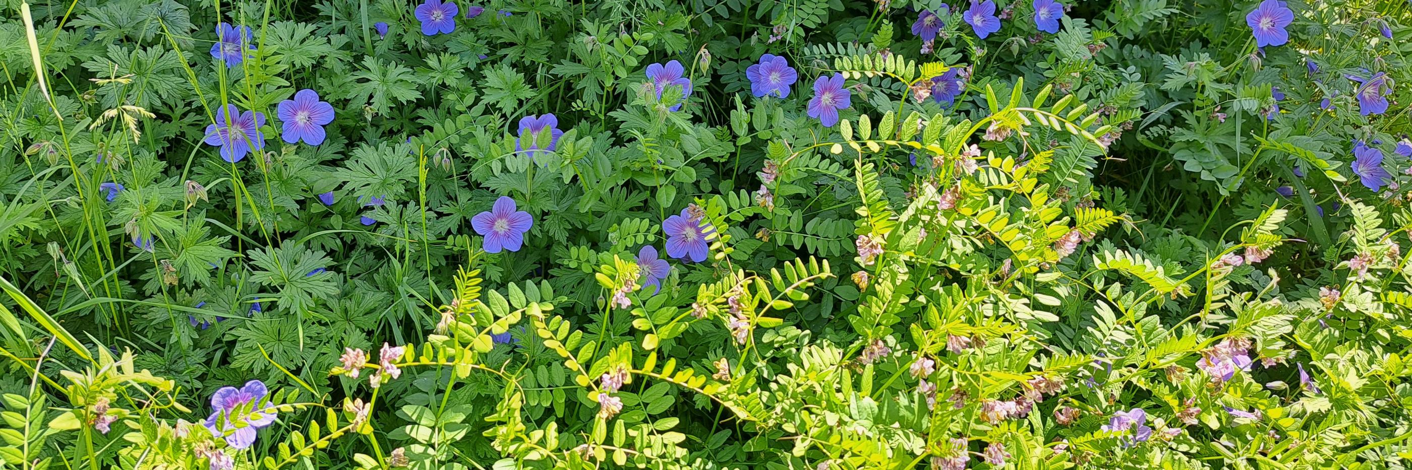 Blaue Sommerblumen mit grünem Laubwerk