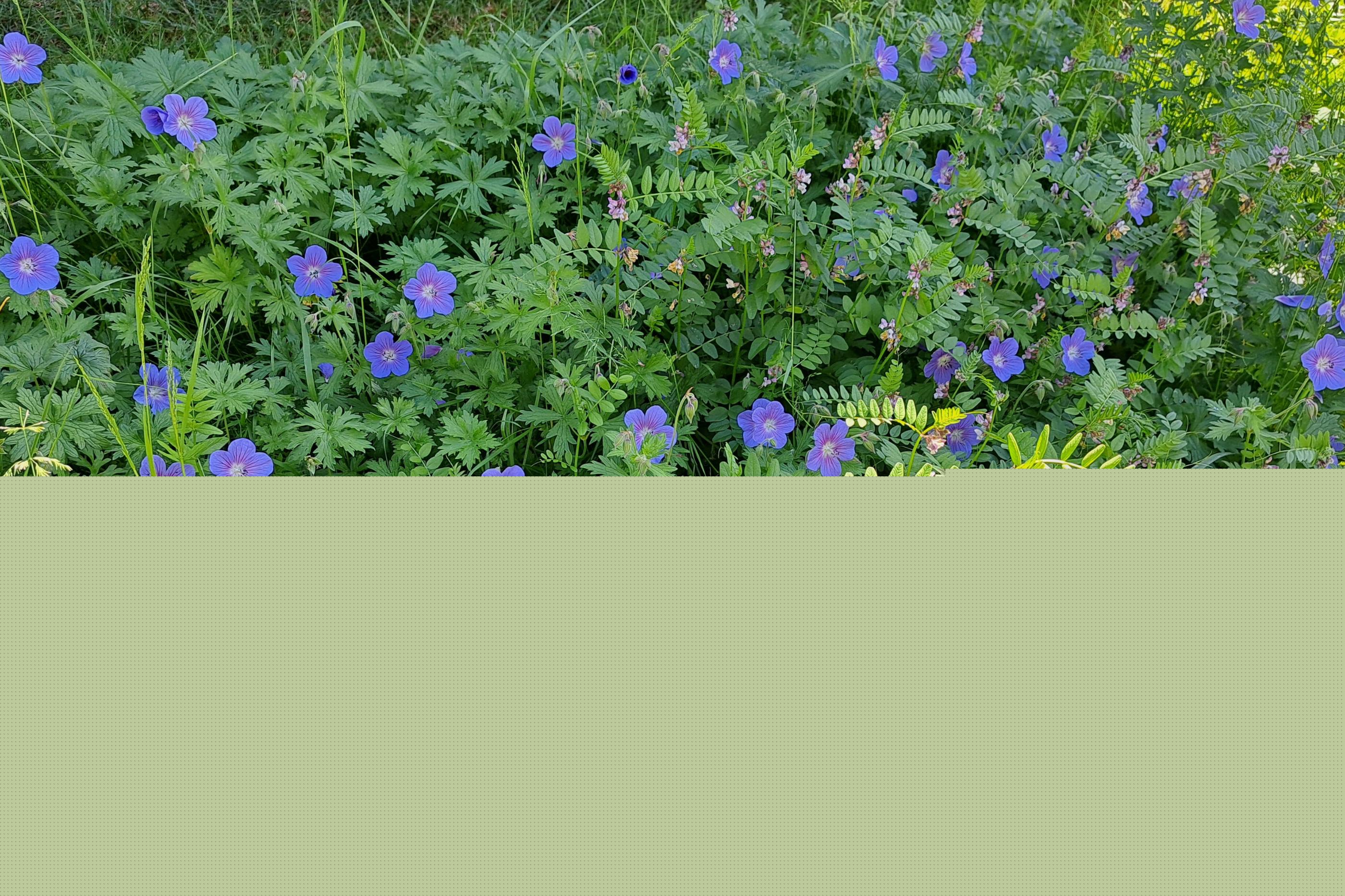 Blaue Sommerblumen mit grünem Laubwerk