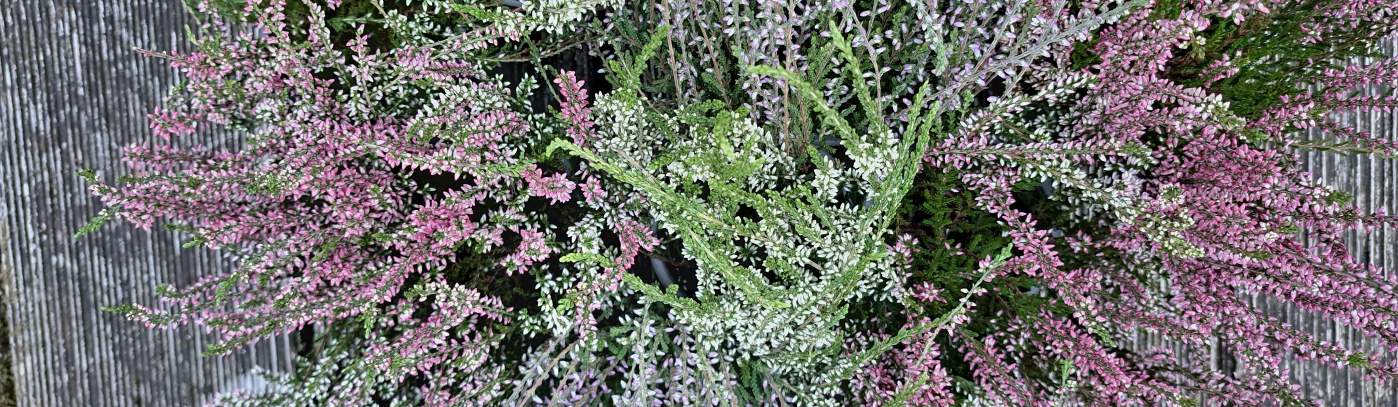 Erikapflanzen