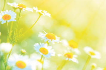 Blumen