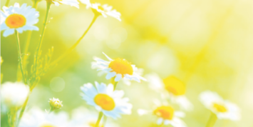 Blumen