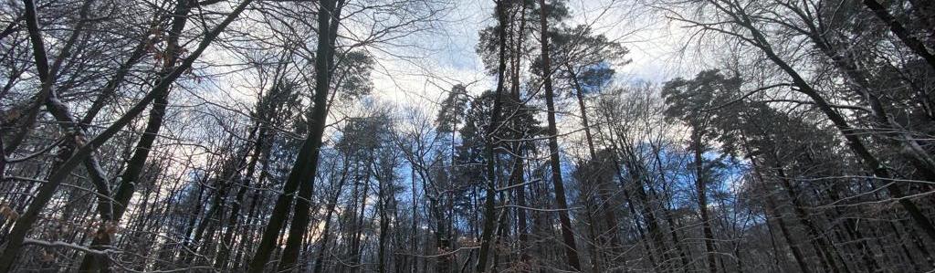 Winterwald, hohe Bäume mit etwas blauem Himmel, Schnee