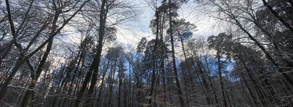 Winterwald, hohe Bäume mit etwas blauem Himmel, Schnee