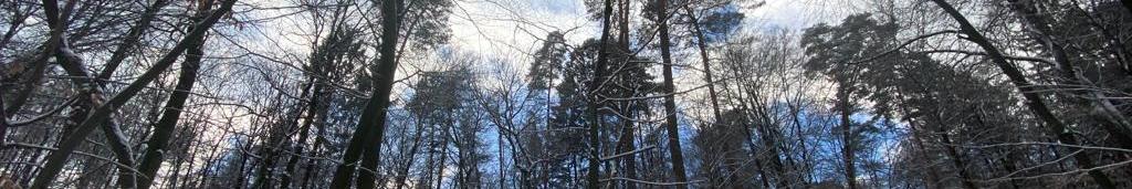 Winterwald, hohe Bäume mit etwas blauem Himmel, Schnee
