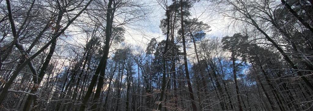 Winterwald, hohe Bäume mit etwas blauem Himmel, Schnee