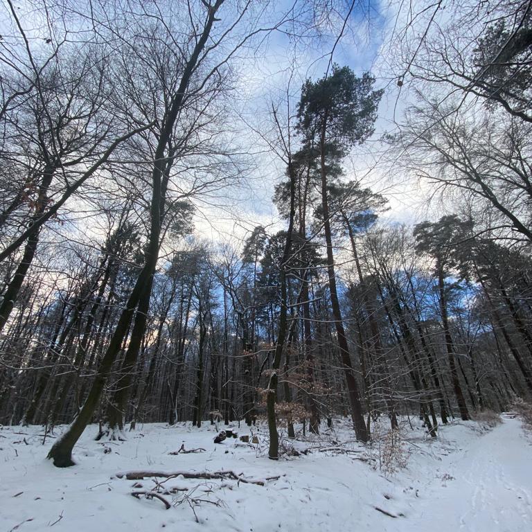 Winterwald, hohe Bäume mit etwas blauem Himmel, Schnee
