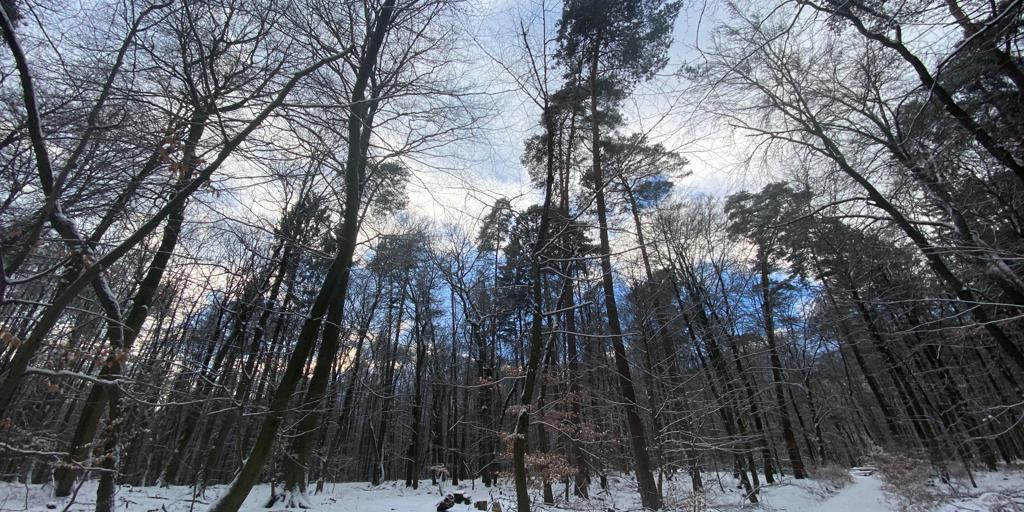 Winterwald, hohe Bäume mit etwas blauem Himmel, Schnee