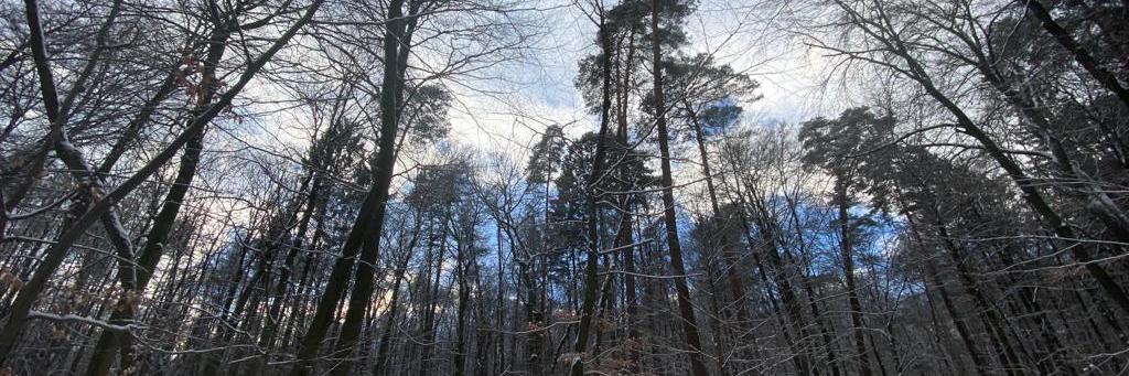 Winterwald, hohe Bäume mit etwas blauem Himmel, Schnee