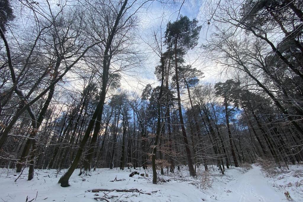 Winterwald, hohe Bäume mit etwas blauem Himmel, Schnee