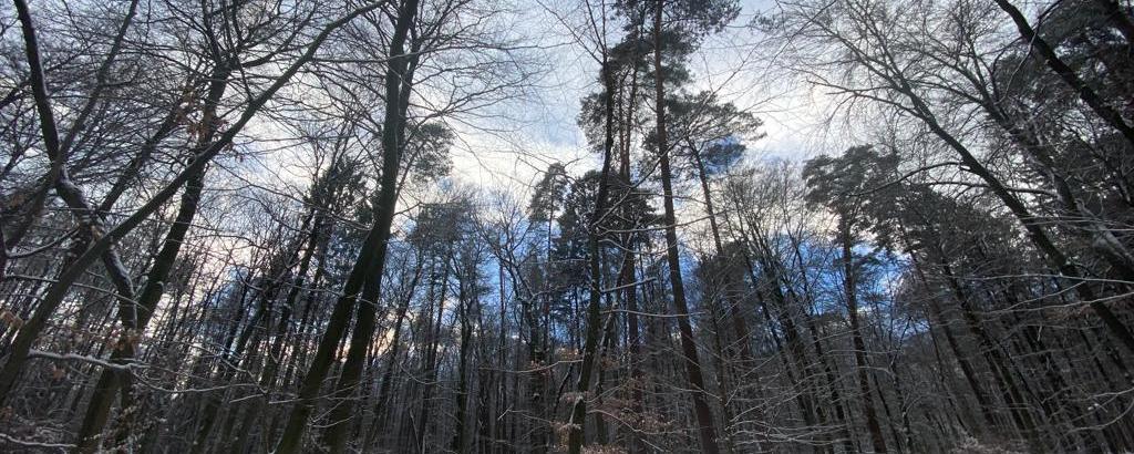 Winterwald, hohe Bäume mit etwas blauem Himmel, Schnee