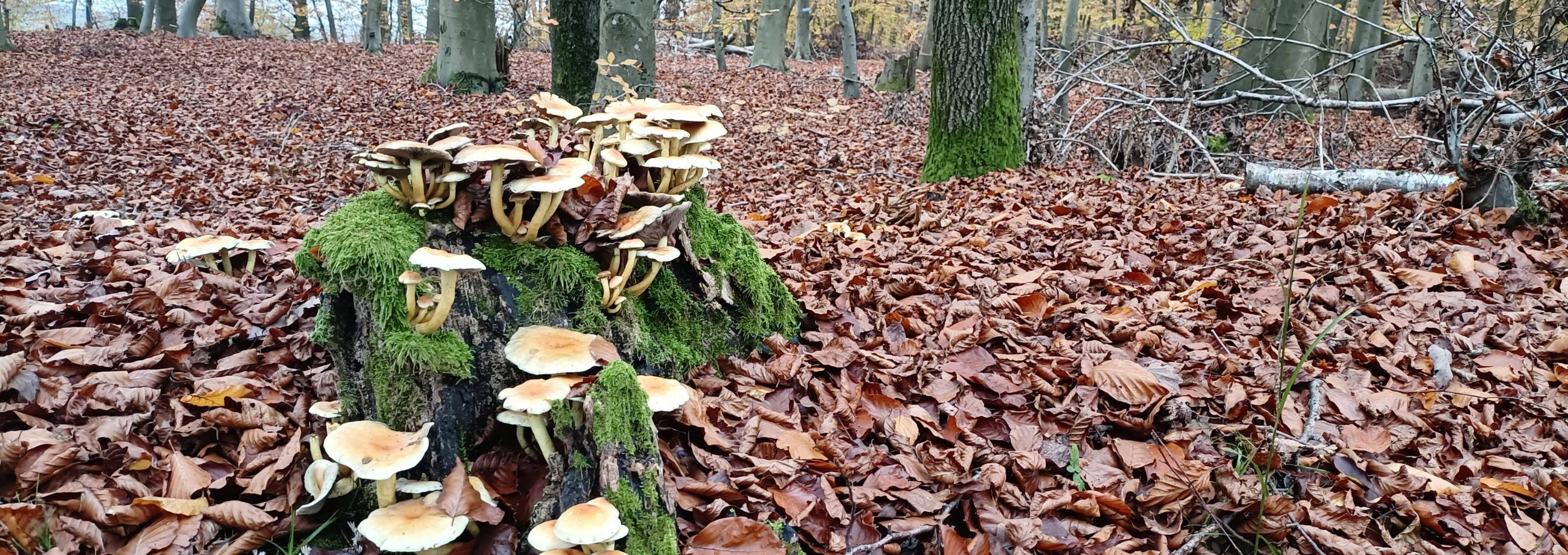 Pastoraler Raum Lebach