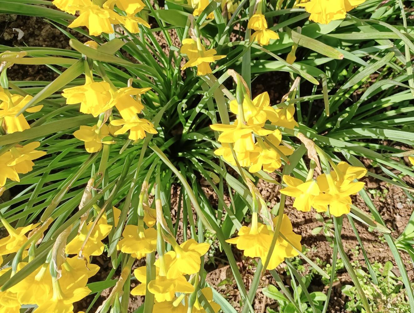 Viele gelbe Osterglocken