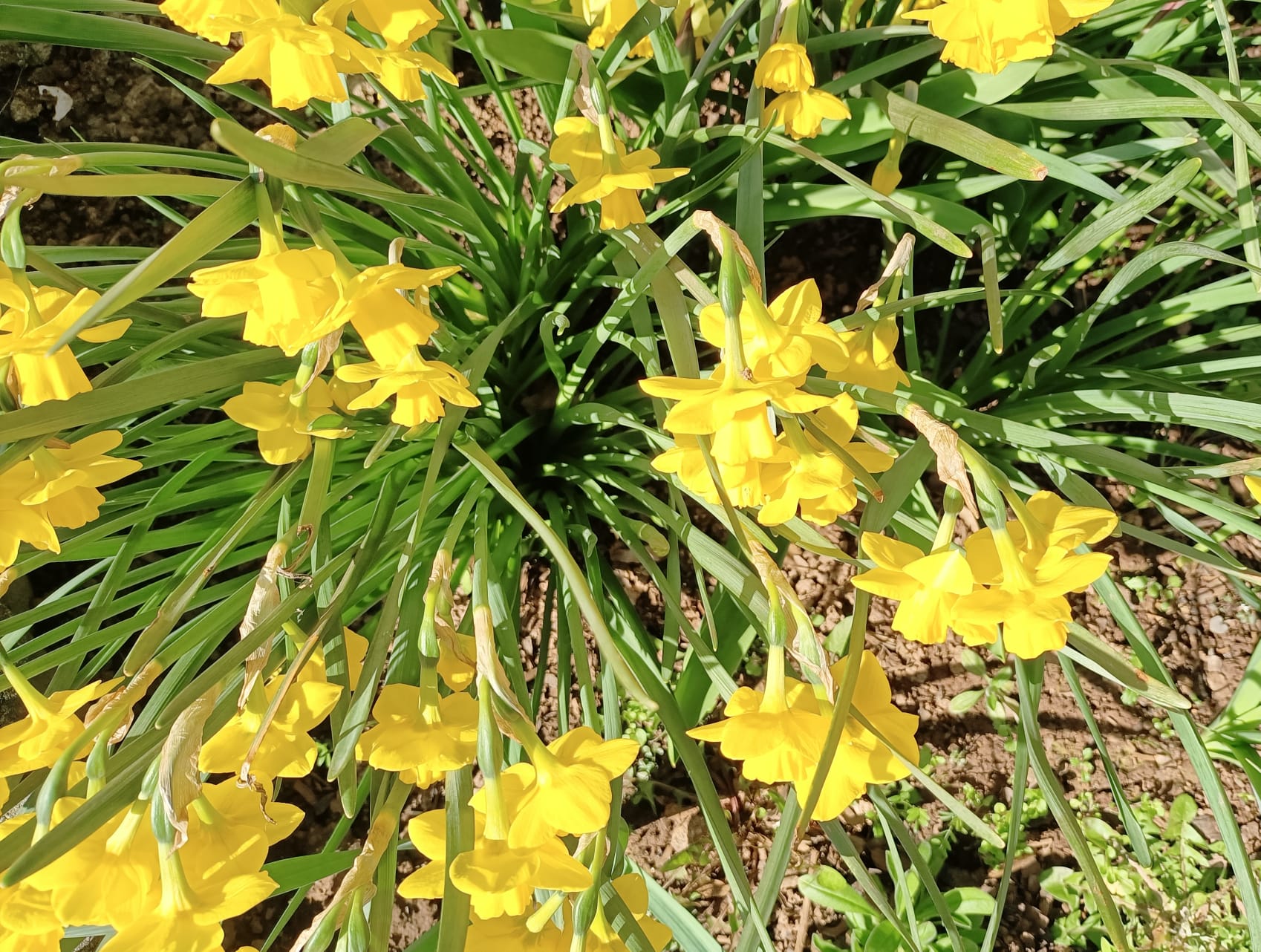 Viele gelbe Osterglocken
