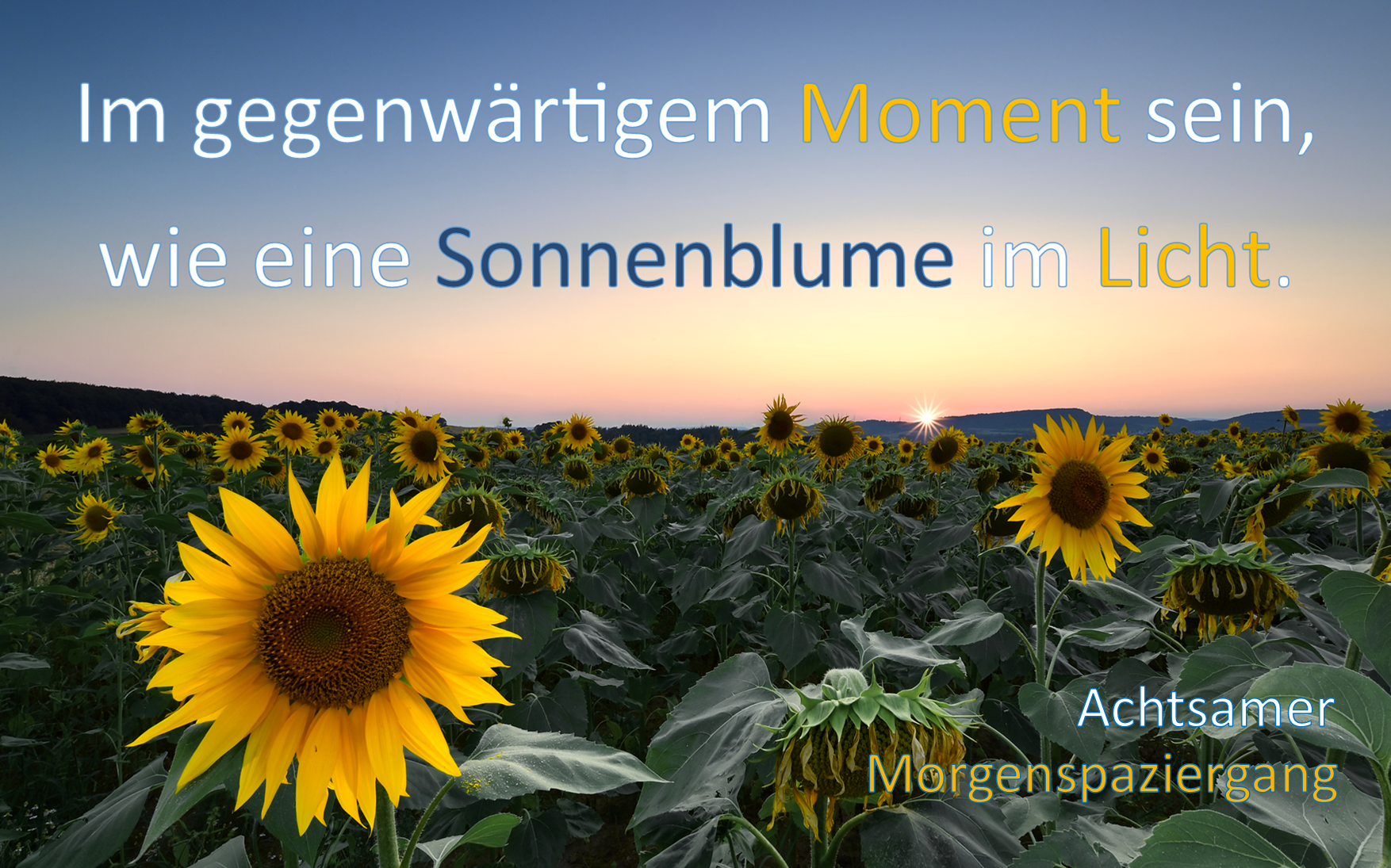 Sonnenblume: mit Text_ Im gegenwärtigen Moment sein - wie eine Sonnenblume im Licht