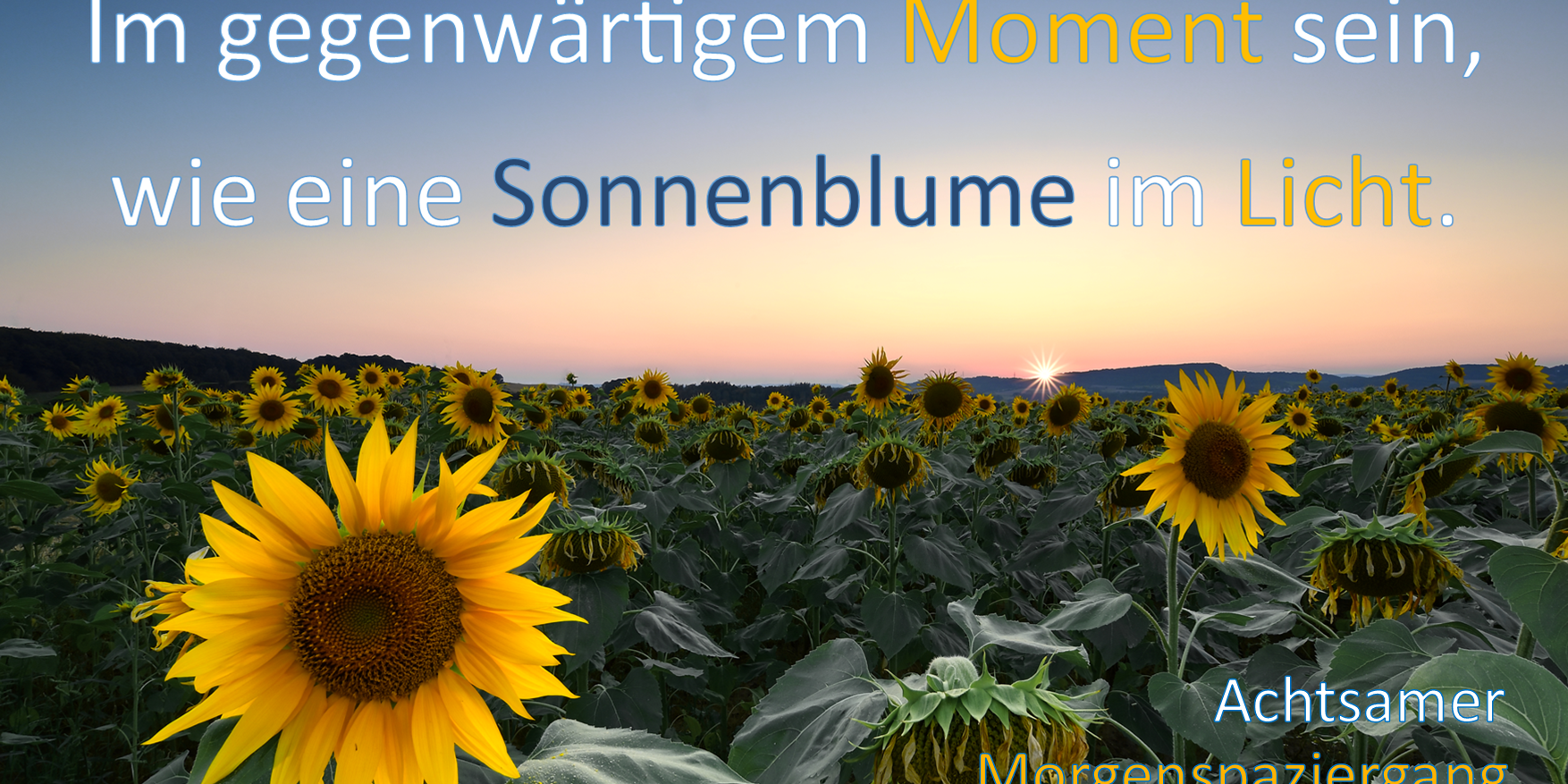 Sonnenblume: mit Text_ Im gegenwärtigen Moment sein - wie eine Sonnenblume im Licht